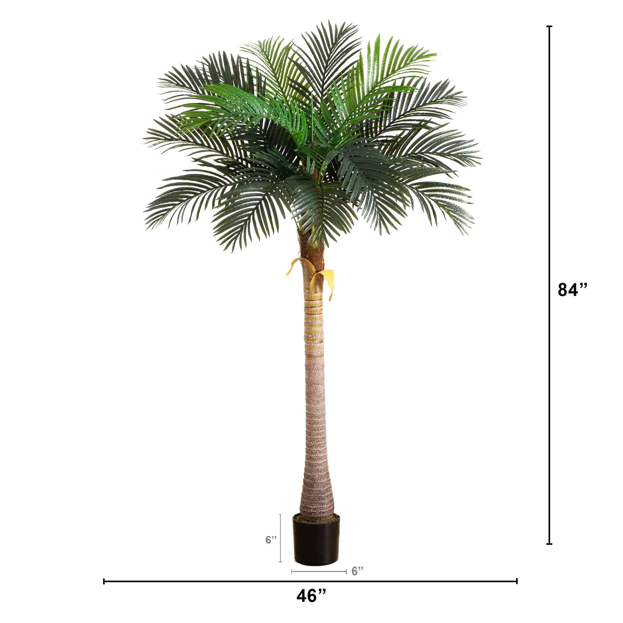 7ft. Potted Coconut Palm Tree